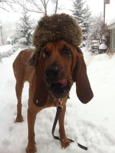 Xenia the Bloodhound