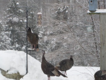 The turkey standing on the small tray feeder