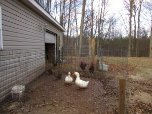 The duck and chicken pens now have short fencing.