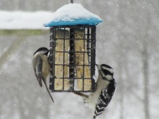 White-Breasted Nuthatch and Hairy Woodpecker
