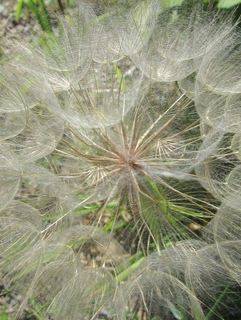 Seed of Goat's Beard - Also called "Johnny-go-to-bed-at-noon