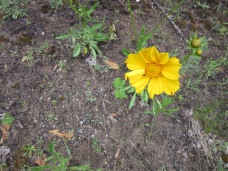 Lance-Leaf Coreopsis - Also called Tickweed