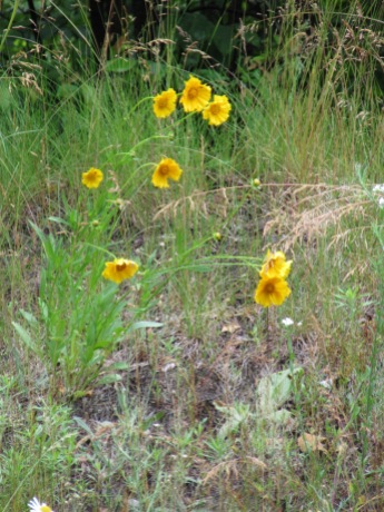 Lance-Leaf Coreopsis - Also called Tickweed